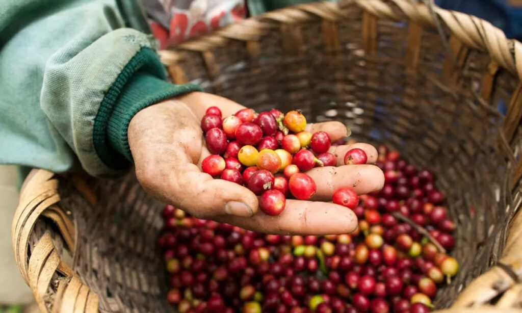 Delafinca Specialty Coffee posiciona el café de Nicaragua en la Cumbre Mundial